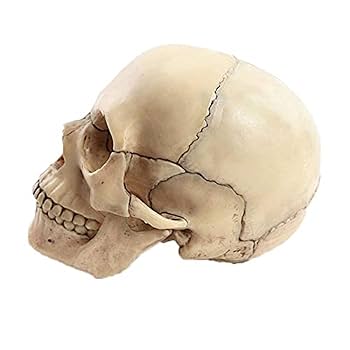 Amazon | 頭蓋骨 頭蓋骨模型 骸骨 模型 顎関節 歯模型 骨格 分解